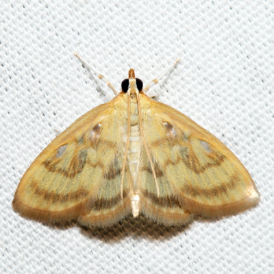 4945 - Pale-winged Crocidophora - Crocidophora tuberculalis