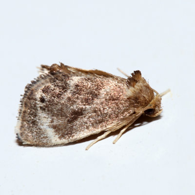  4661 – Elegant Tailed Slug Moth – Packardia elegans