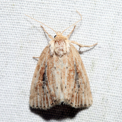 9436  Northern Cordgrass Borer  Photedes panatela