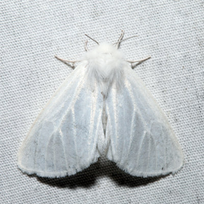 8133 – Pink-legged Tiger Moth – Spilosoma latipennis