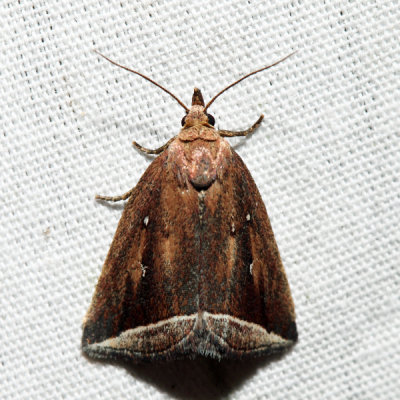 9059 - Curved Halter Moth - Capis curvata