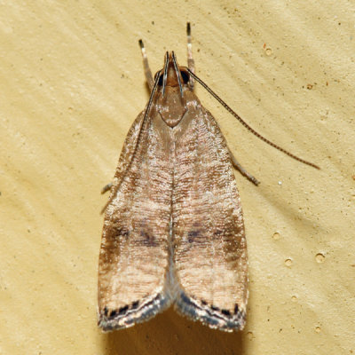 0956 – Black-fringed Leaftier – Psilocorsis cryptolechiella