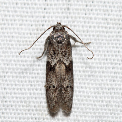 1162 – Acorn Moth – Blastobasis glandulella