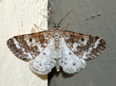 6639 - Sharp-lined Powder Moth - Eufidonia discospilata (male)