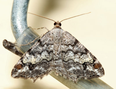 6352 – Granite Moth – Macaria granitata