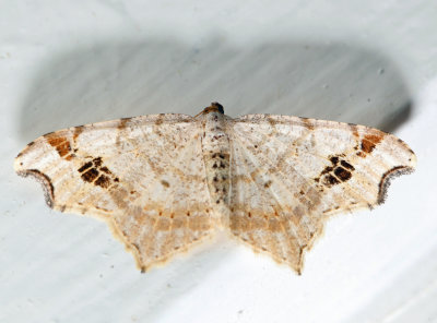 6326 - Common Angle - Macaria aemulataria (female)