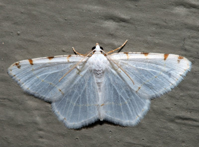 6273 - Lesser Maple Spanworm - Speranza pustularia