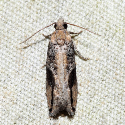 3233 – Northern Boxelder Twig Borer Moth – Proteoteras crescentana