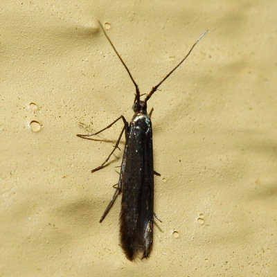 1388  Large Clover Casebearer  Coleophora trifolii