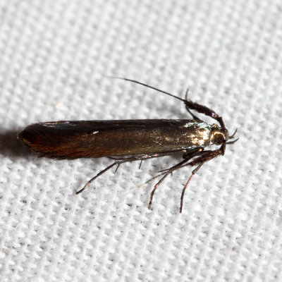 1398.2 – Coleophora deauratella