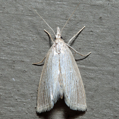 Diatraea sp.