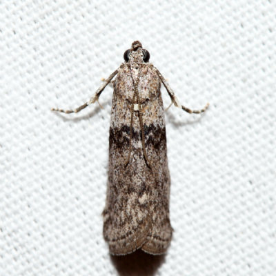 5787 – Lesser Aspen Webworm Moth – Meroptera pravella