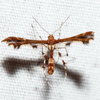  6092 – Himmelman's Plume Moth – Geina tenuidactyla