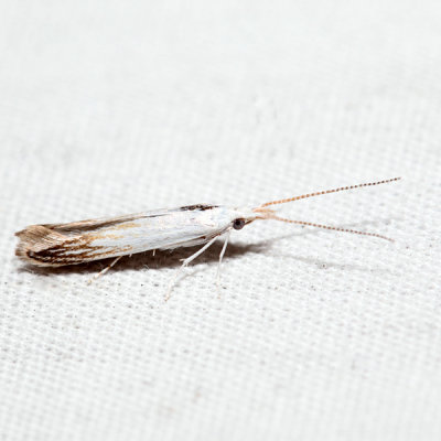 1257 – American Pistol Casebearer Moth – Coleophora atromarginata
