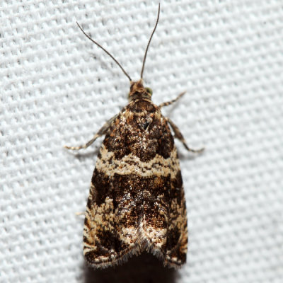 2859 – Celypha Moth – Celypha cespitana