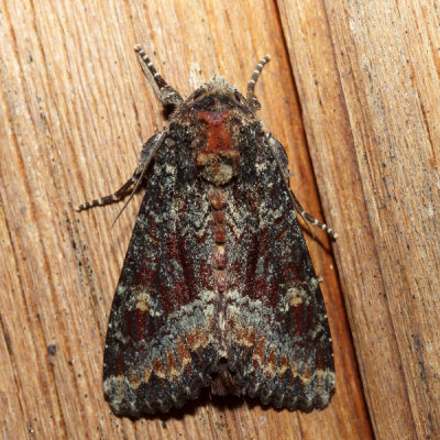 9348 – Yellow-headed Cutworm Moth – Apamea amputatrix