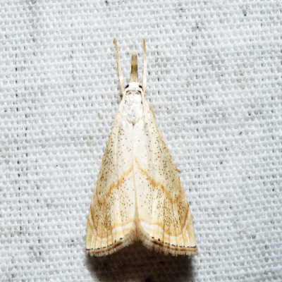 5489  Peppered Haimbachia Moth  Haimbachia placidella