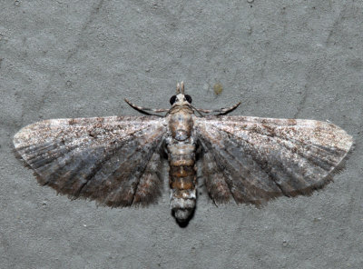 7474 - Common Eupithecia - Eupithecia miserulata (female)