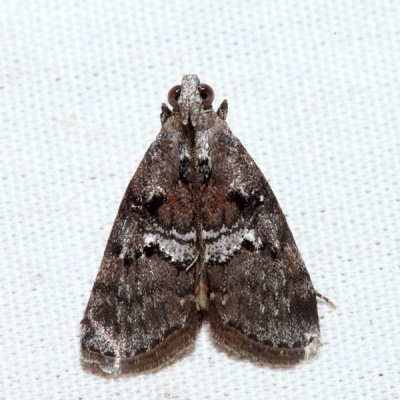 5606 – Maple Webworm Moth – Pococera asperatella 