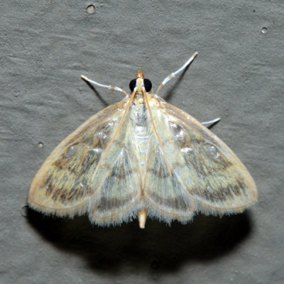 4945 - Pale-winged Crocidophora - Crocidophora tuberculalis