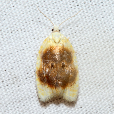 3503 – Oak Leaftier Moth – Acleris semipurpurana 