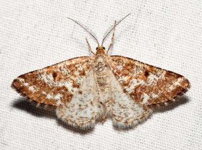 6639 - Sharp-lined Powder Moth - Eufidonia discospilata (male)