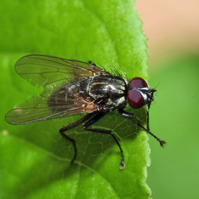 Hydrophoria sp.