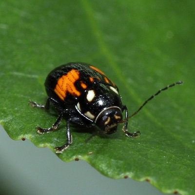Bassareus mammifer