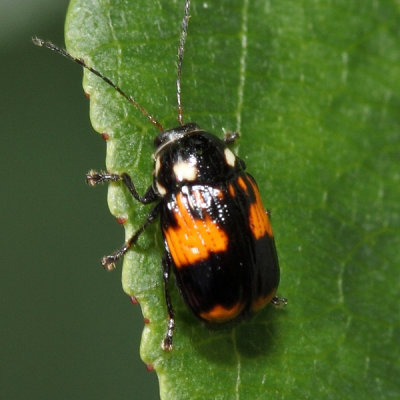 Bassareus mammifer