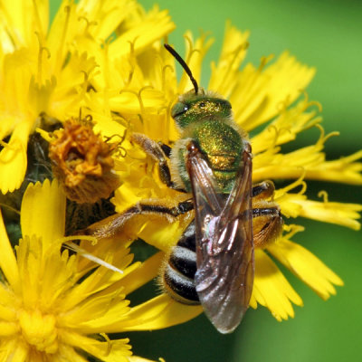 Bicolored Agapostemon - Agapostemon virescens