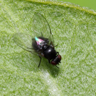Melanagromyza sp.