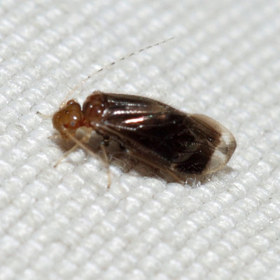 Hairy-winged Barklouse - Polypsocus corruptus