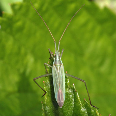 Megaloceroea recticornis