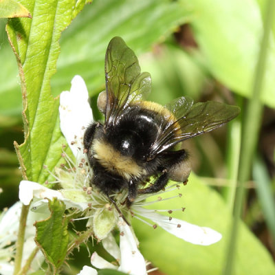 Yellow-banded Bumble Bee - Bombus terricola