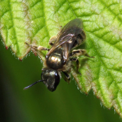 Lasioglossum sp.  (Subgenus Dialictus)