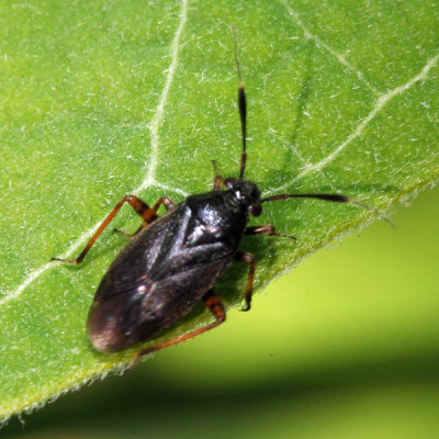 Capsus ater