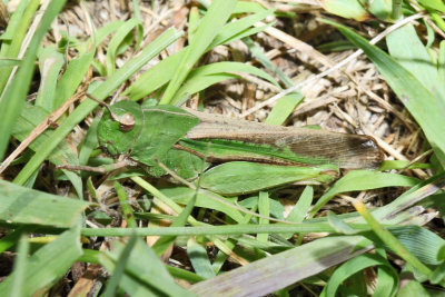 Northern Green Striped Grasshopper - Chortophaga viridifasciata