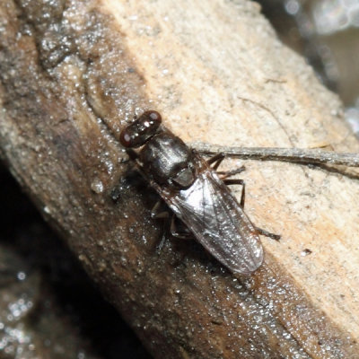 Shore Fly - Ochthera sp.