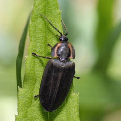 Ellychnia corrusca