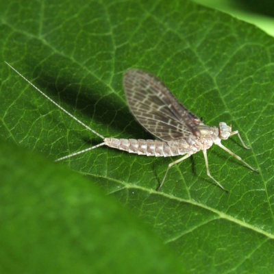 Callibaetis ferrugineus ferrugineus