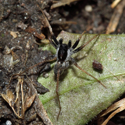 Pardosa saxatilis