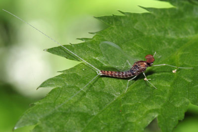 Callibaetis sp.
