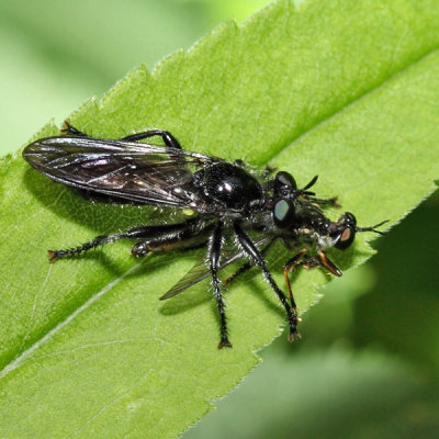 Laphria canis complex