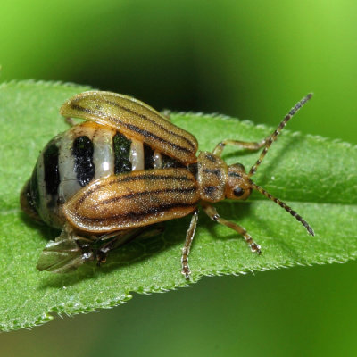 Ophraella conferta