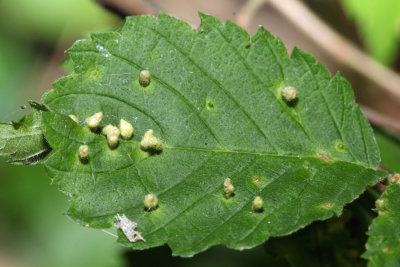 Elm Fingergall Mite - Aceria parulmi