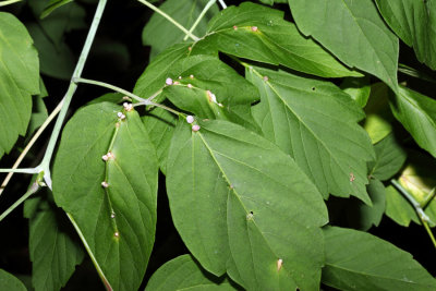 Contarinia undescribed-species-on-boxelder