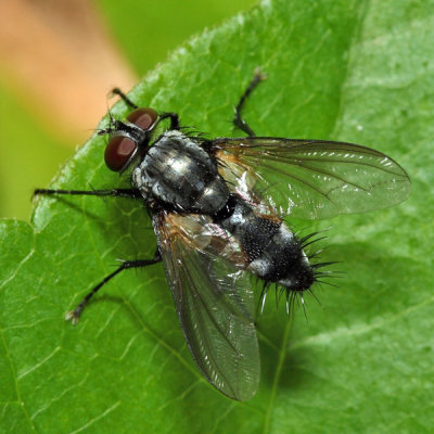 Tachinid Fly - Uramya sp.
