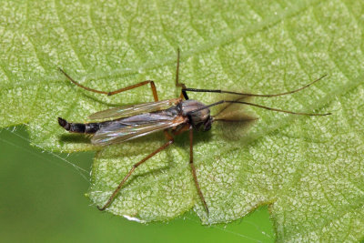 Glyptotendipes sp.