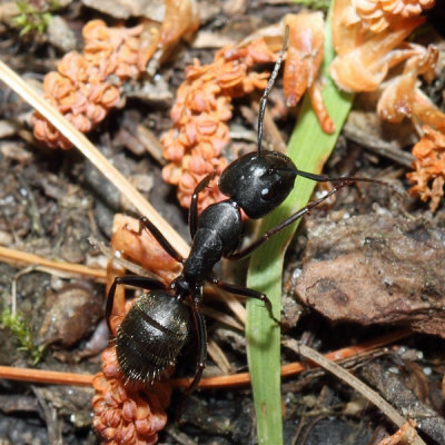 Camponotus pennsylvanicus