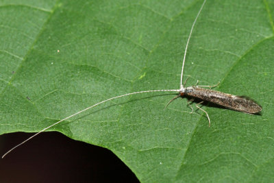 Leptocerus americanus